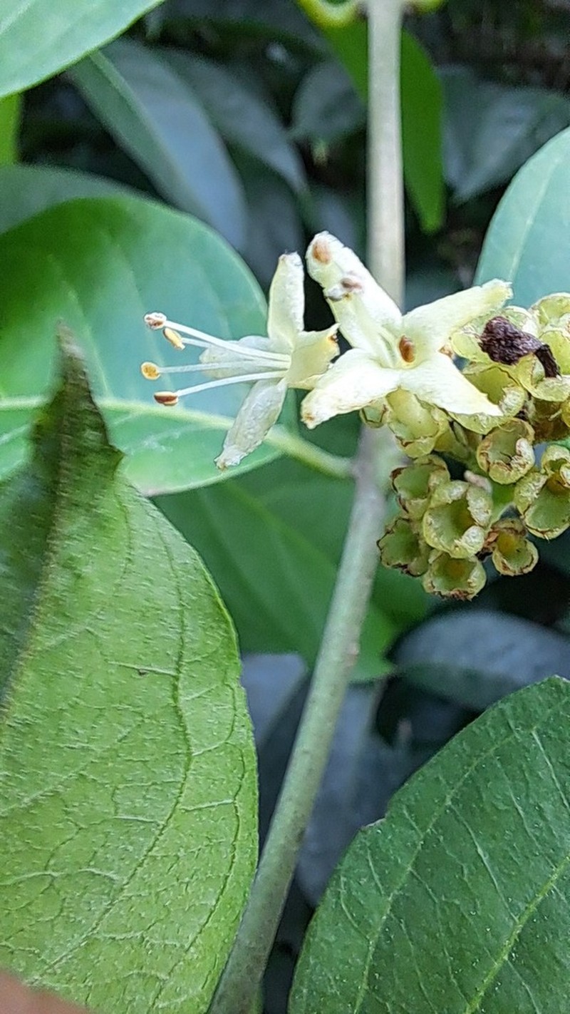 Aegiphila deppeana photo 4