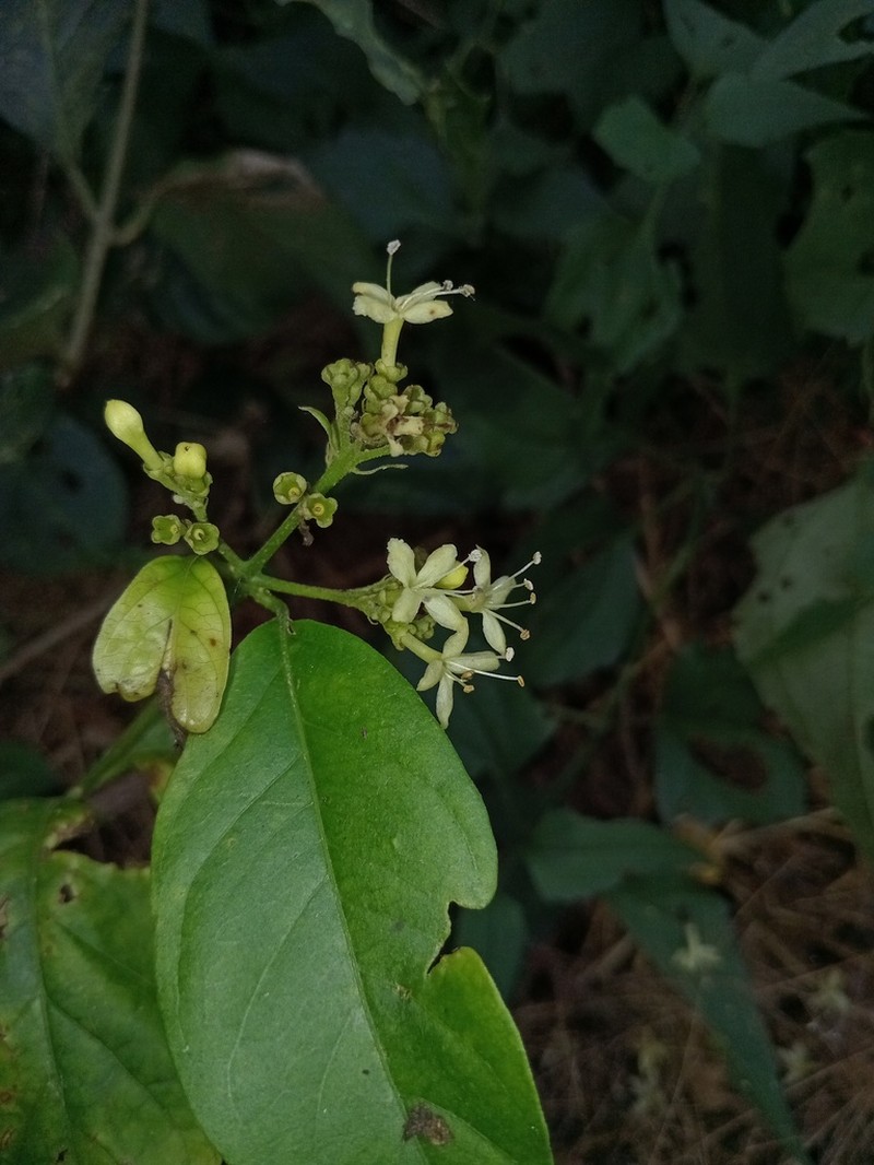 Aegiphila deppeana photo 5