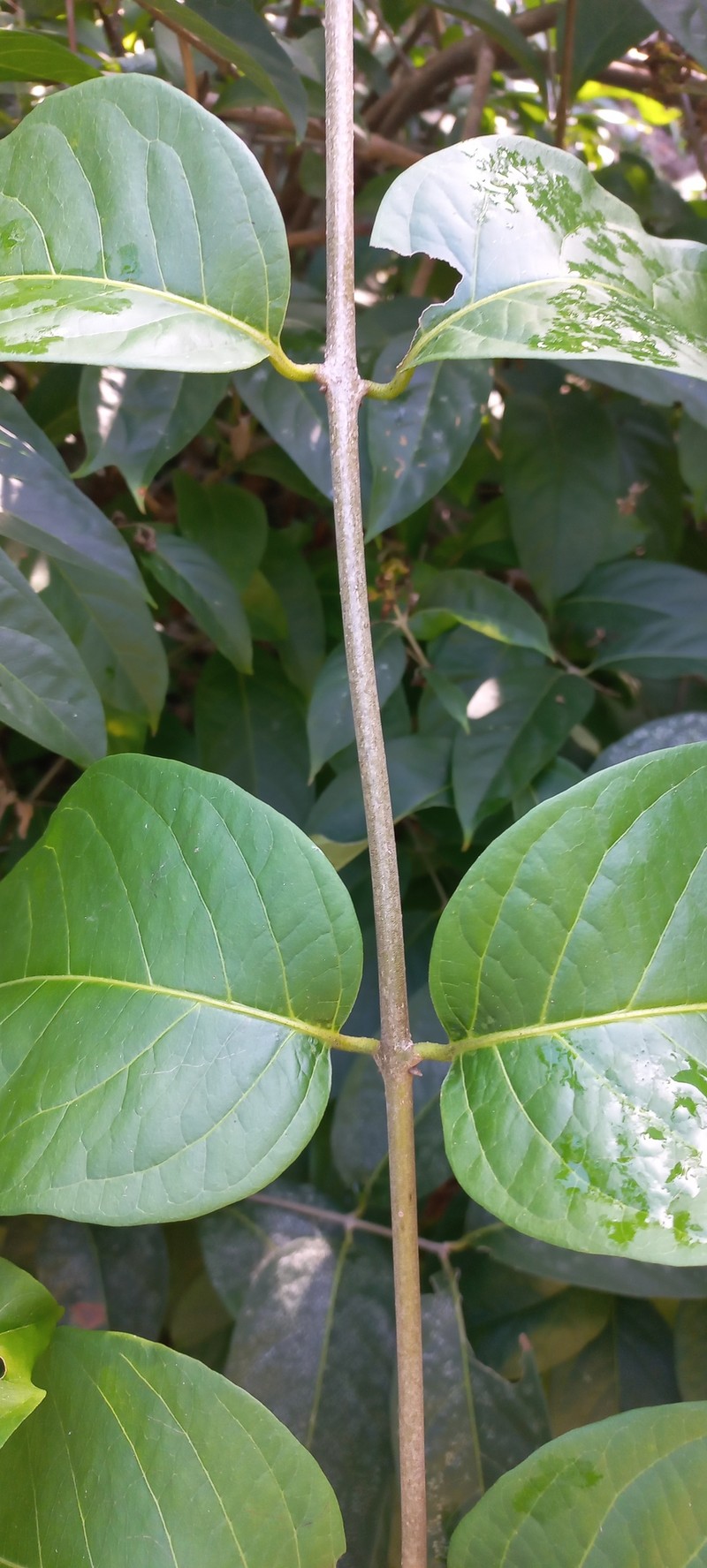 Aegiphila deppeana photo 8