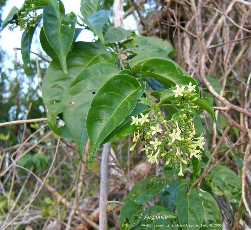 Tall Spiritweed