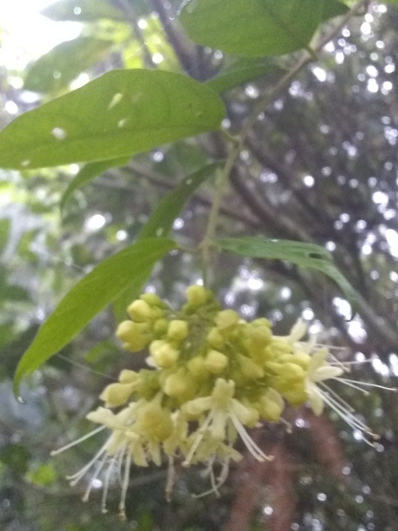 Tall Spiritweed photo 5