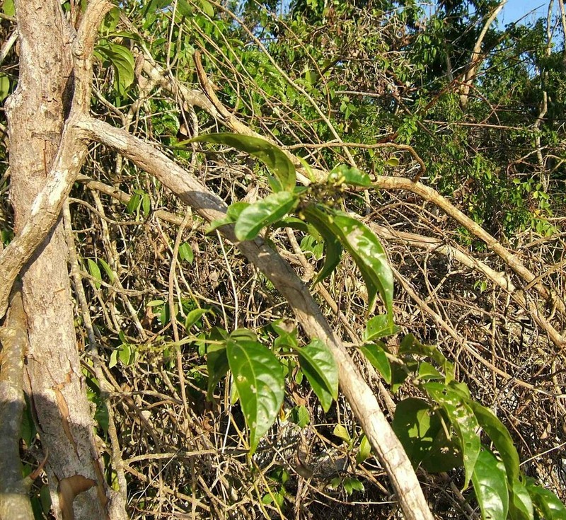 Tall Spiritweed photo 7