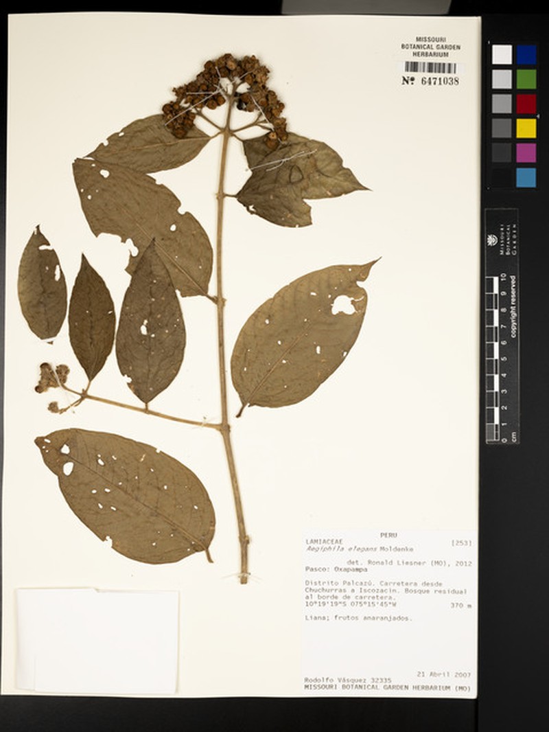 Aegiphila elegans