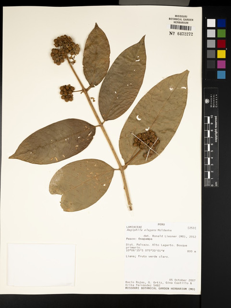 Aegiphila elegans photo 2