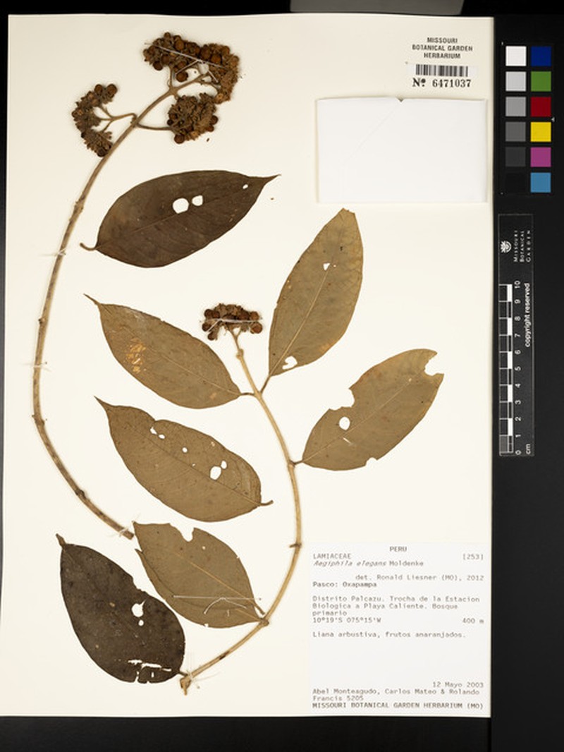 Aegiphila elegans photo 3