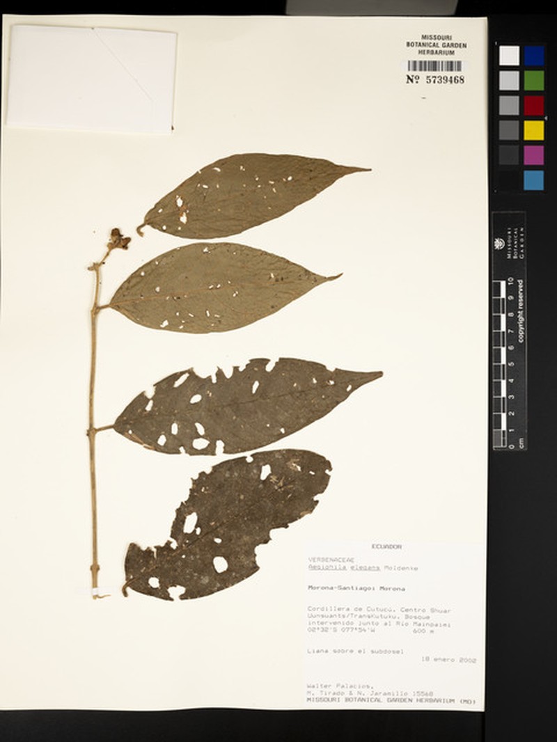 Aegiphila elegans photo 4