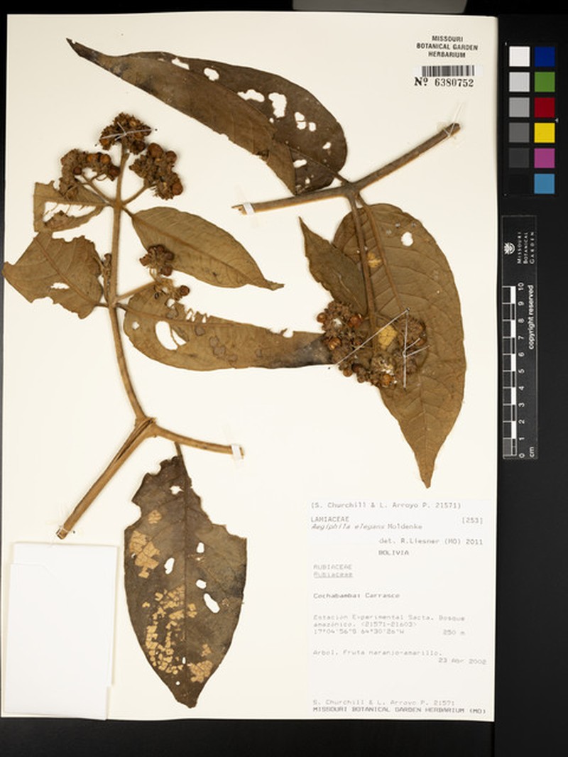 Aegiphila elegans photo 5