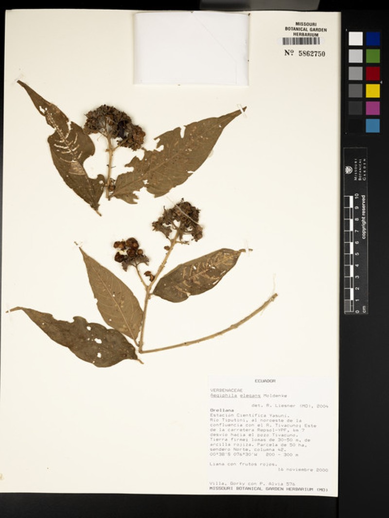 Aegiphila elegans photo 6