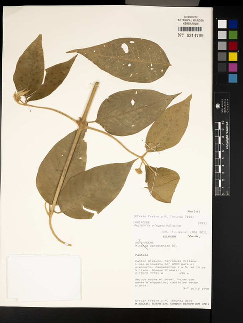 Aegiphila elegans photo 7