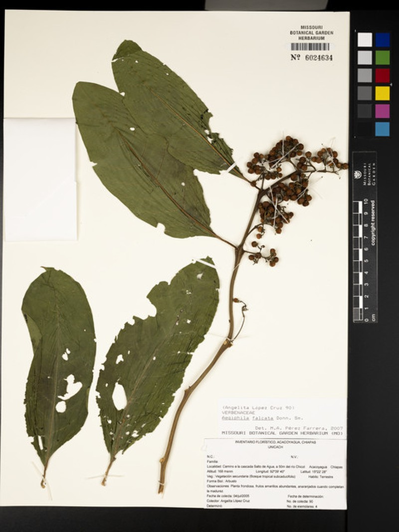 Aegiphila falcata photo 2