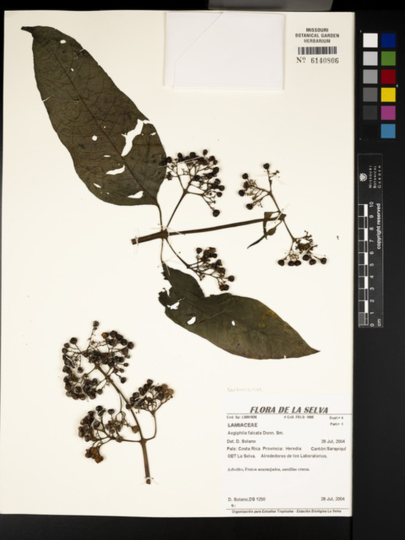 Aegiphila falcata photo 3
