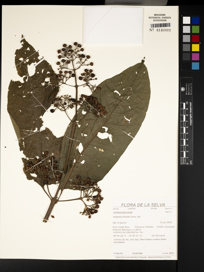 Aegiphila falcata photo 4