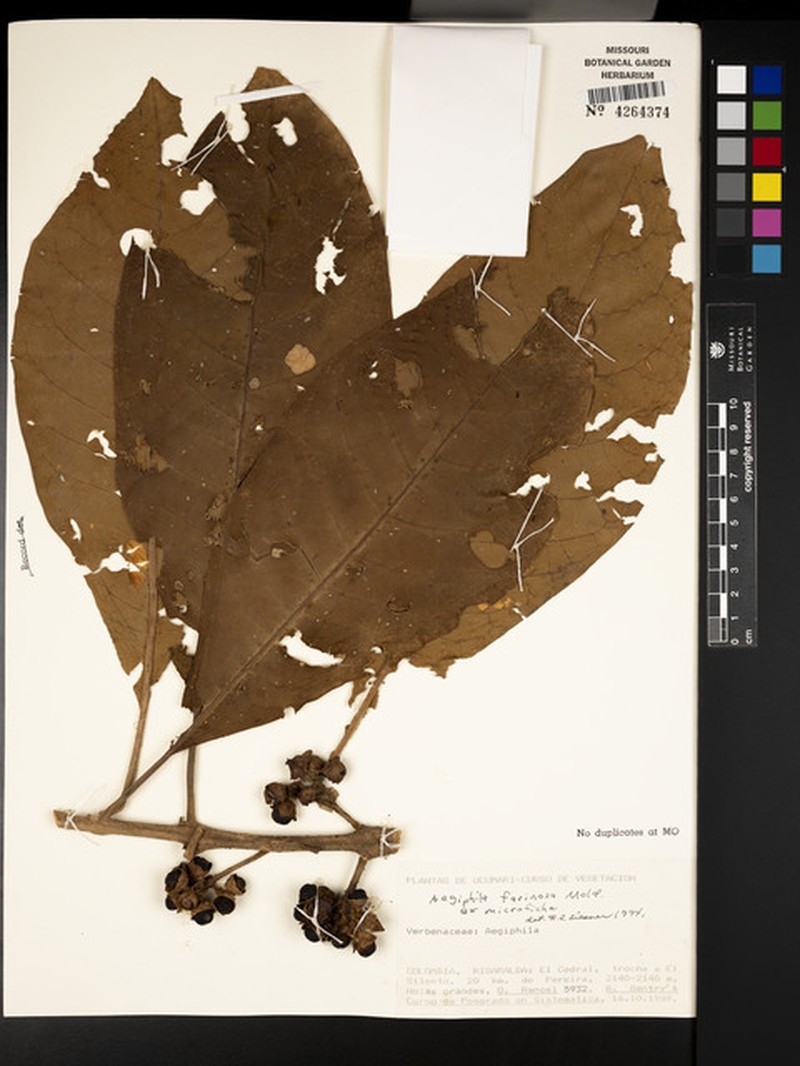 Aegiphila farinosa