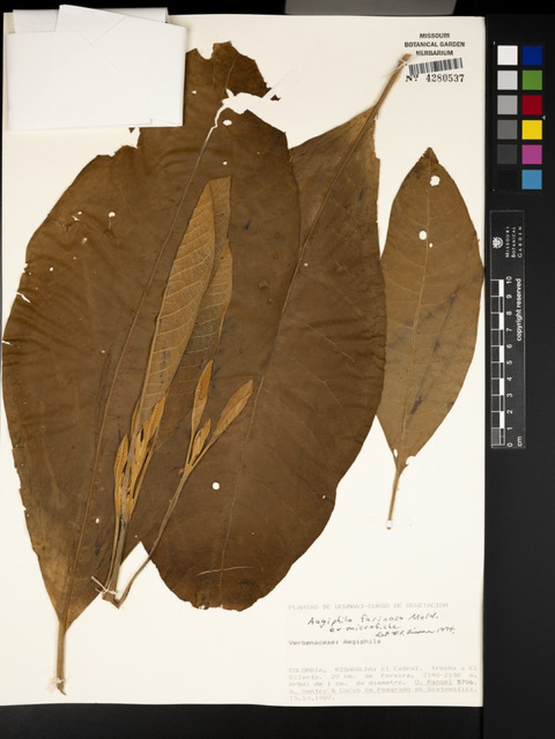 Aegiphila farinosa photo 2