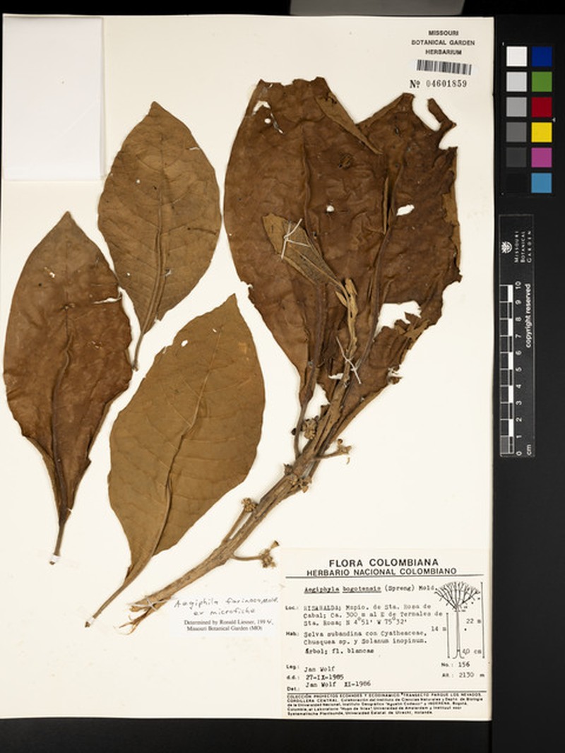 Aegiphila farinosa photo 3