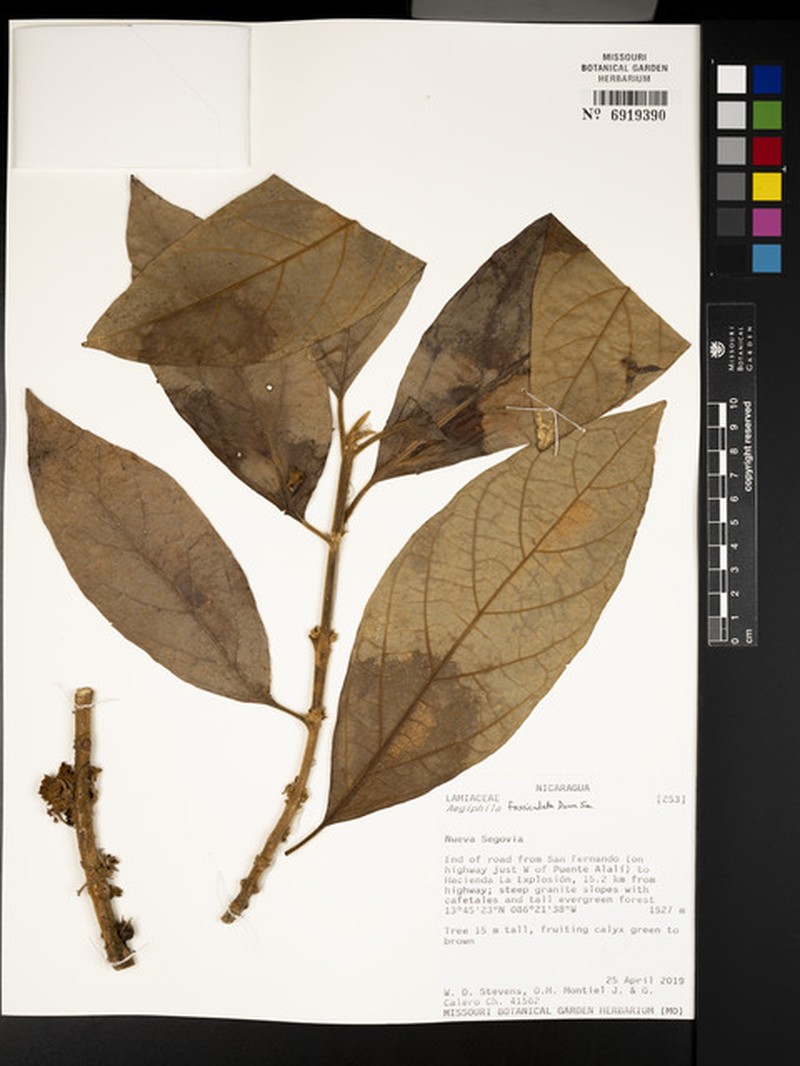 Aegiphila fasciculata
