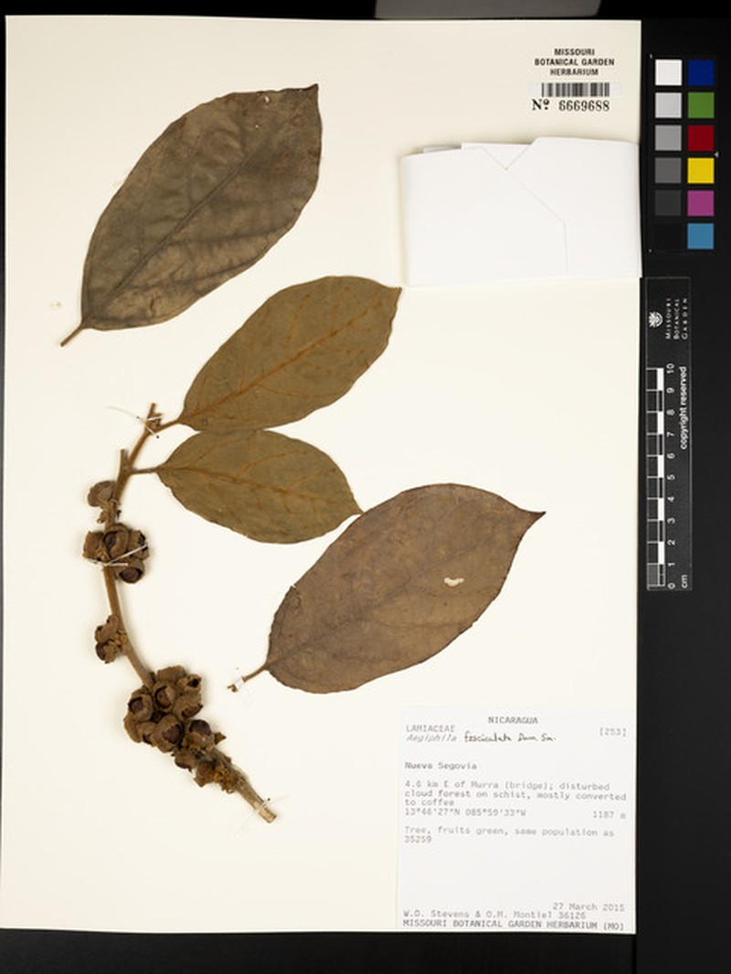 Aegiphila fasciculata photo 2