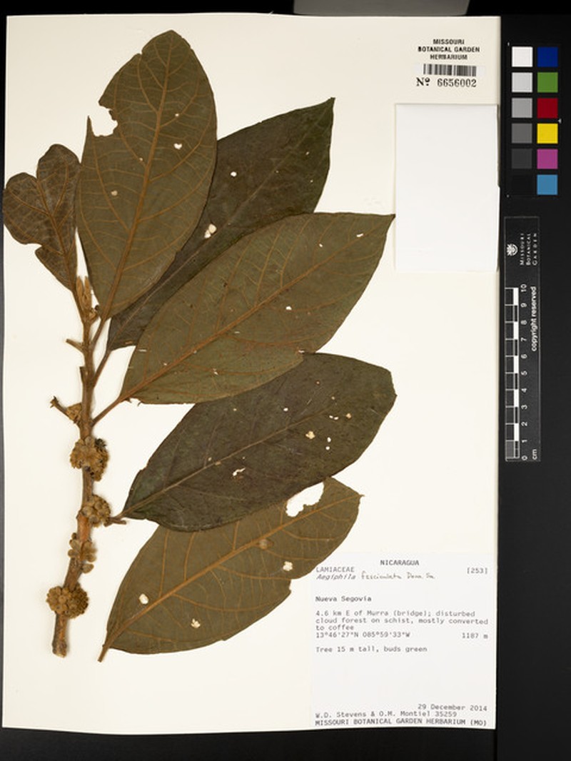 Aegiphila fasciculata photo 3