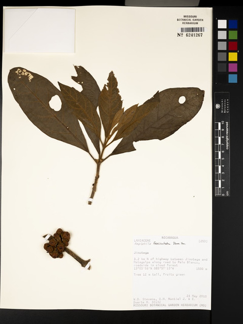 Aegiphila fasciculata photo 4
