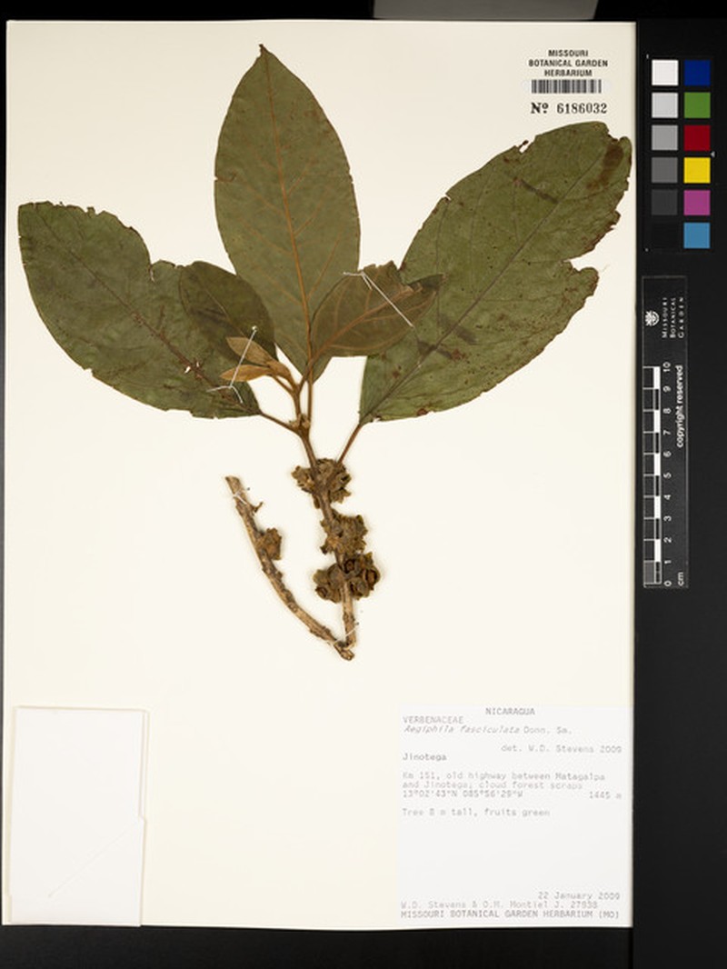 Aegiphila fasciculata photo 5