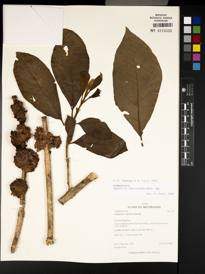 Aegiphila fasciculata photo 6
