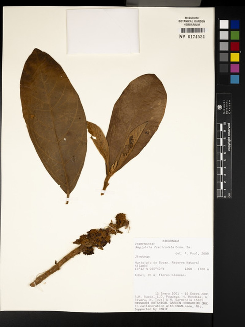 Aegiphila fasciculata photo 7