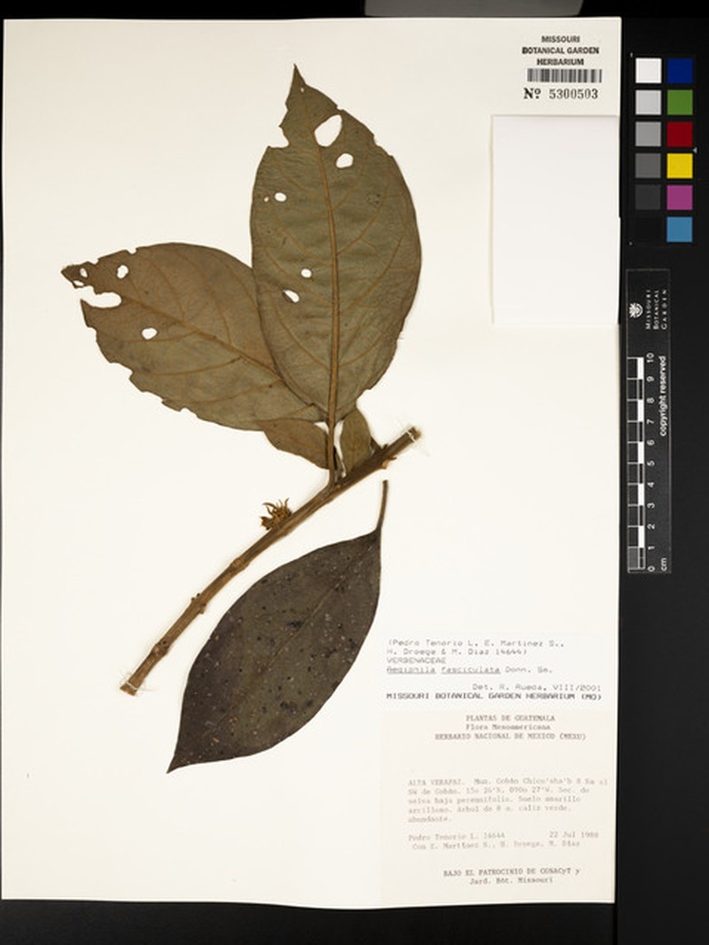 Aegiphila fasciculata photo 8