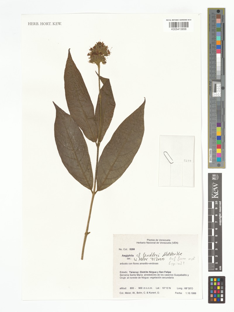 Aegiphila fendleri