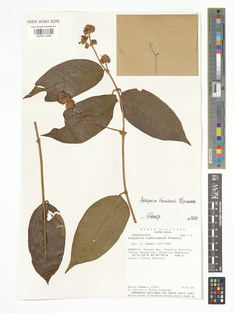 Aegiphila fendleri photo 2