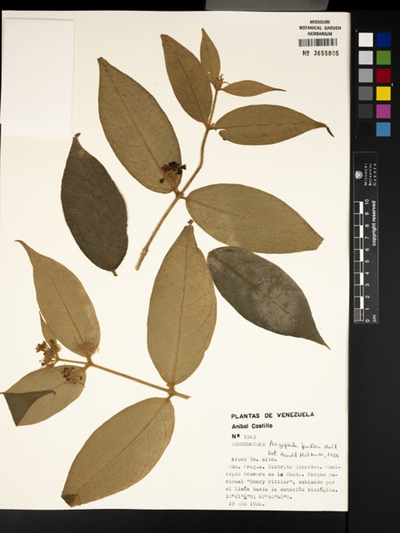 Aegiphila fendleri photo 3