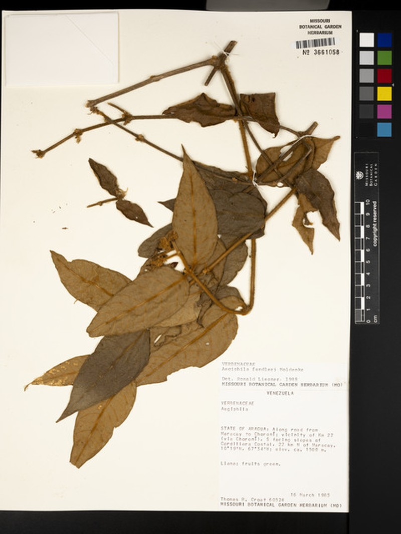 Aegiphila fendleri photo 4