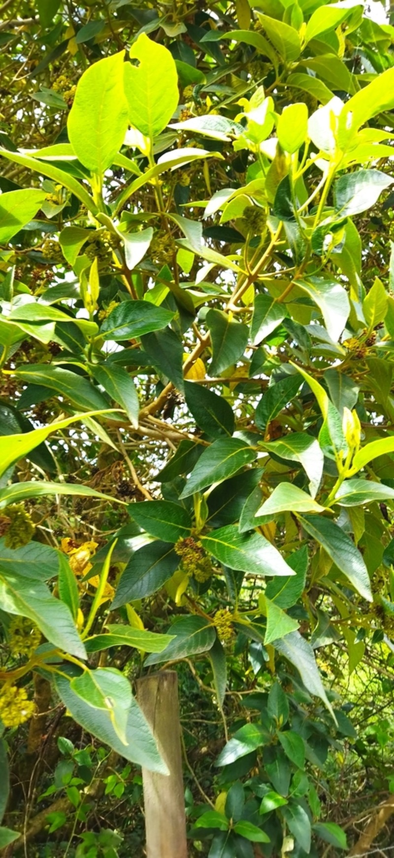 Aegiphila ferruginea photo 3
