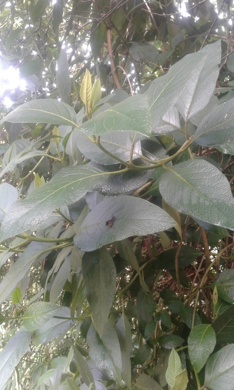 Aegiphila ferruginea photo 4