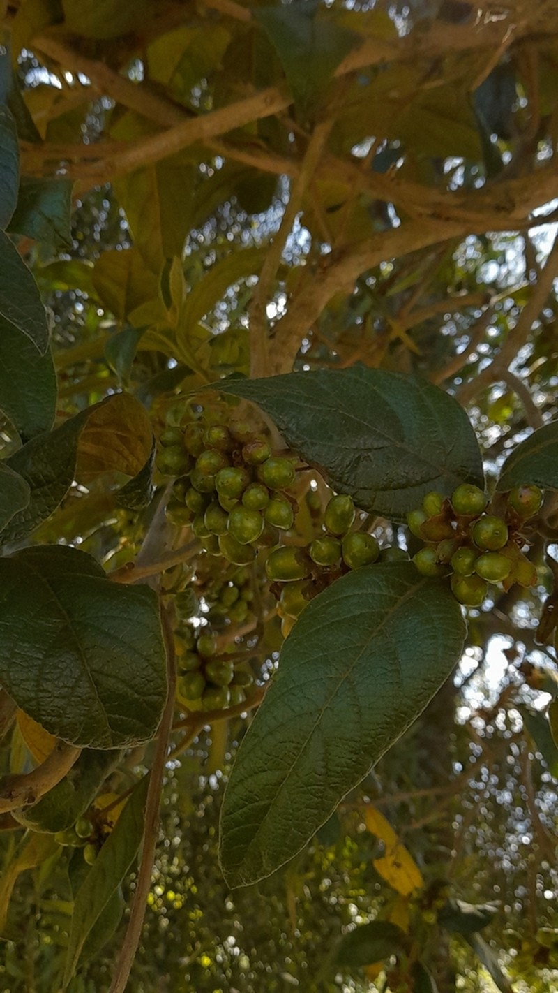 Aegiphila ferruginea photo 5