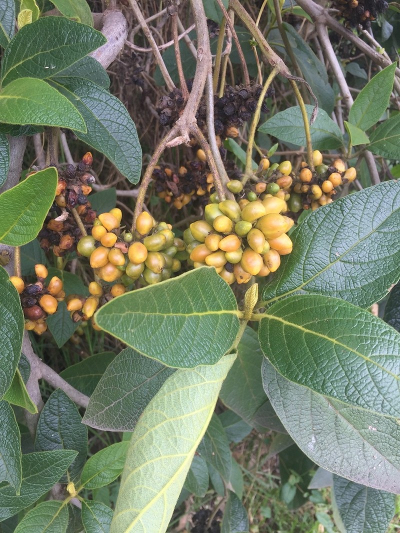 Aegiphila ferruginea photo 7
