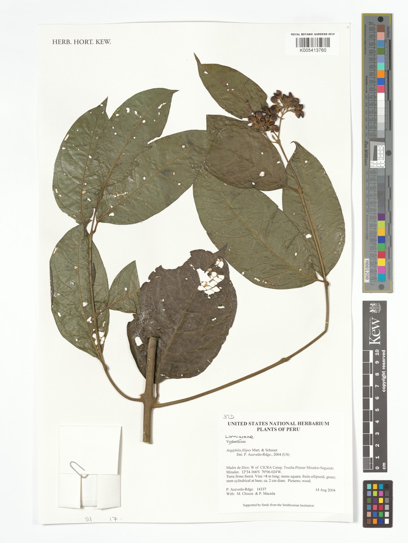 Aegiphila filipes