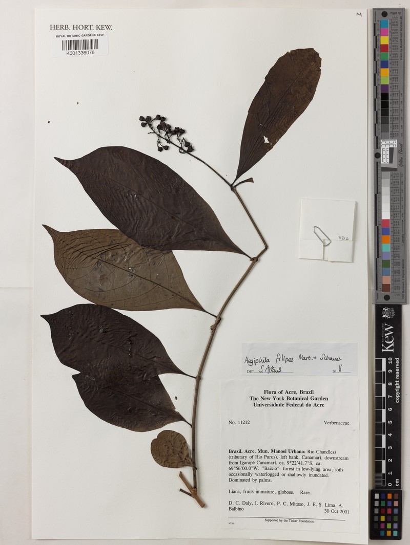 Aegiphila filipes photo 2