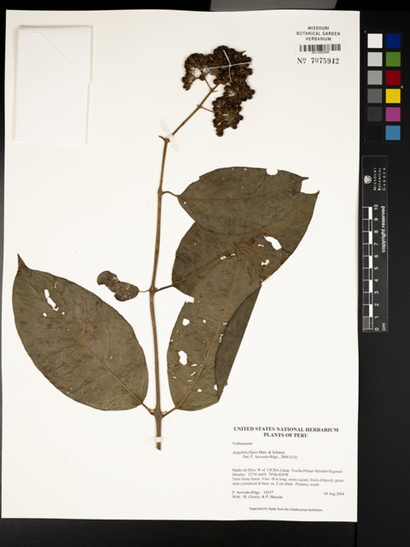 Aegiphila filipes photo 3