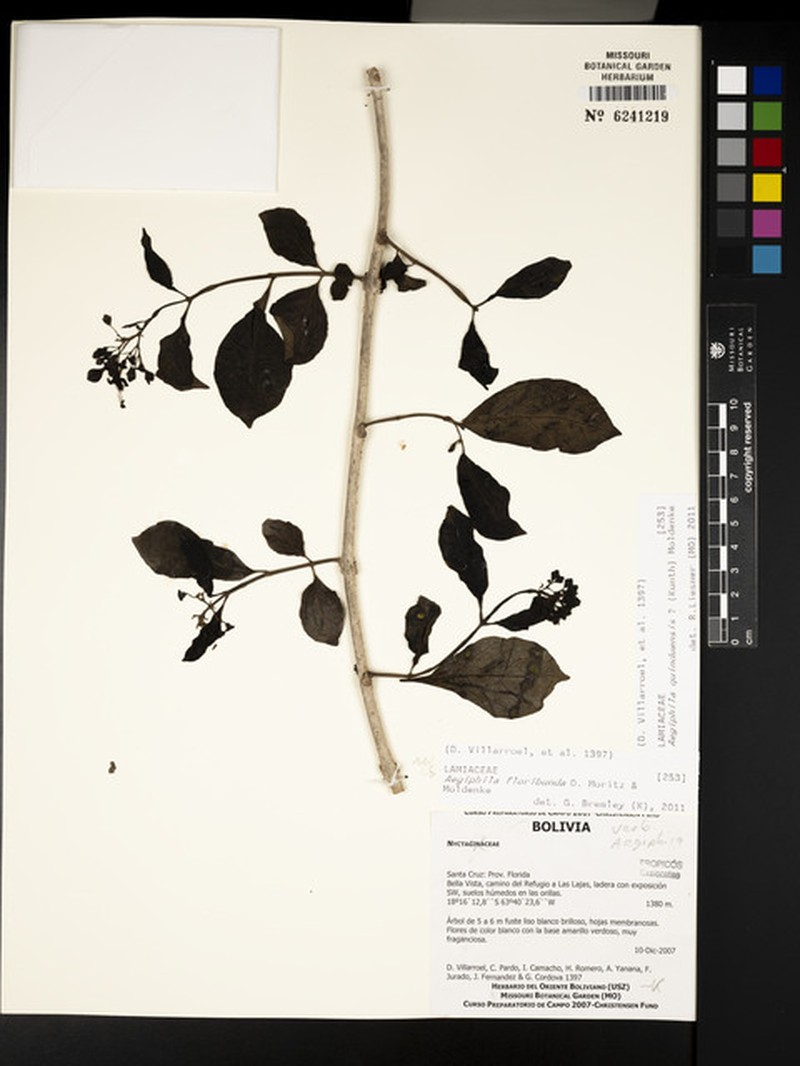 Aegiphila floribunda