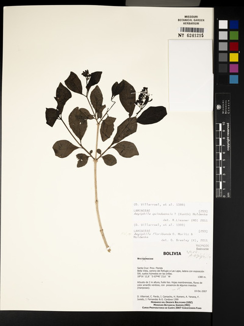 Aegiphila floribunda photo 2
