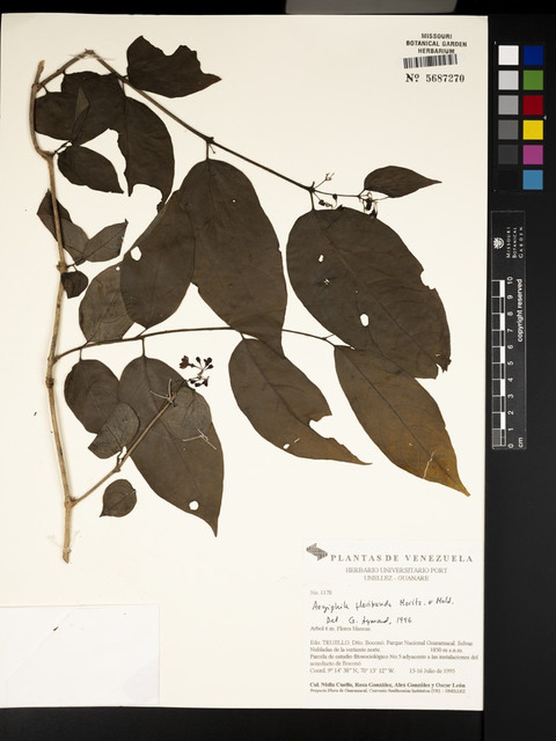 Aegiphila floribunda photo 3