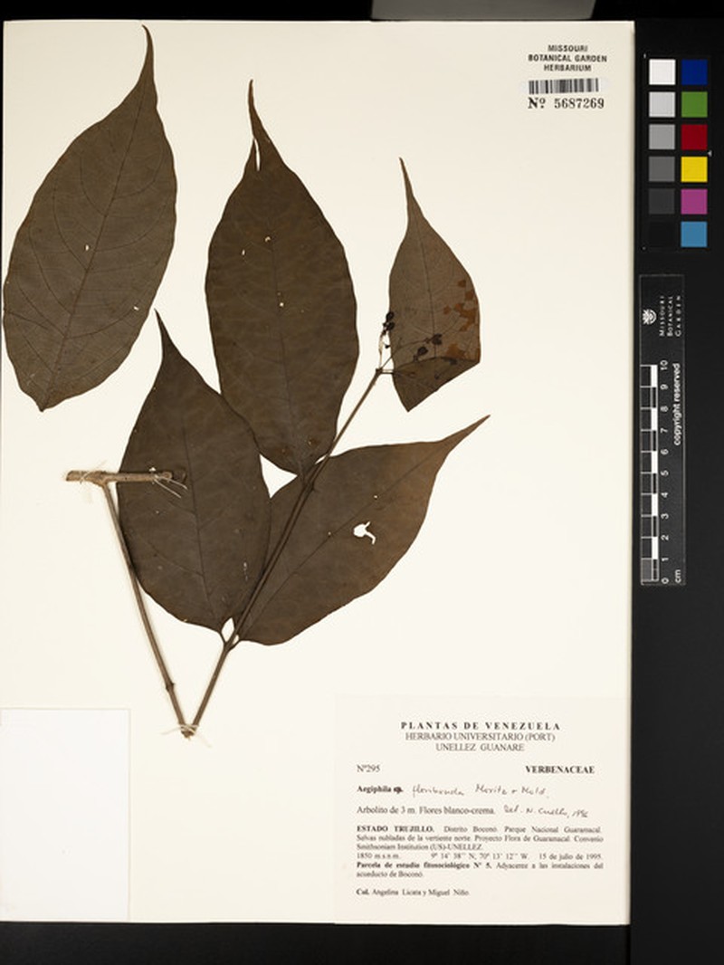 Aegiphila floribunda photo 4