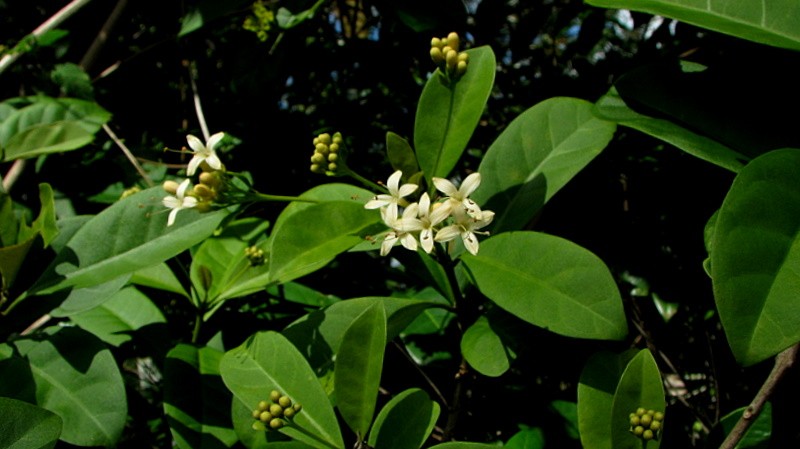 Aegiphila fluminensis