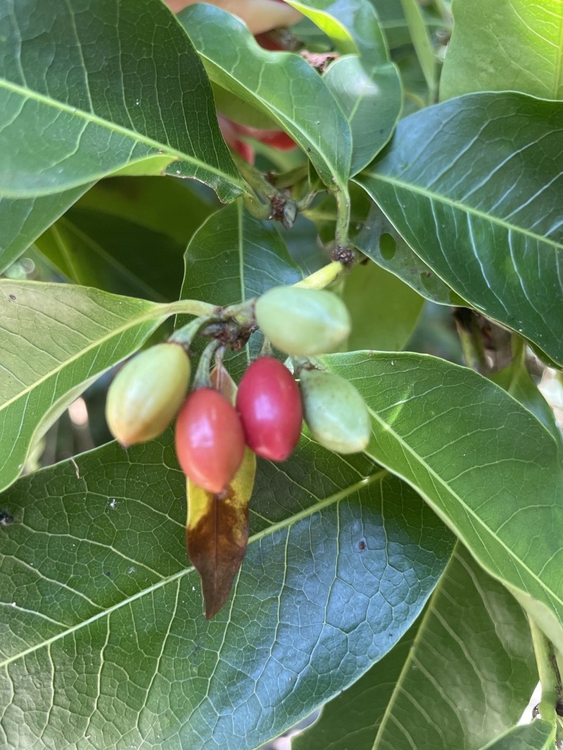 Aegiphila fluminensis photo 2