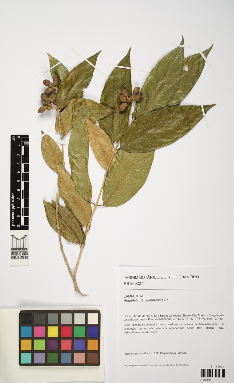 Aegiphila fluminensis photo 3