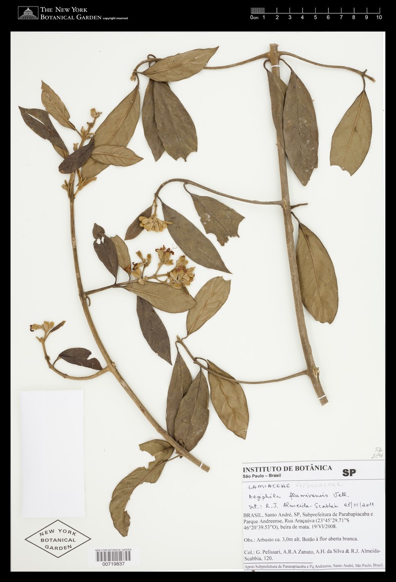 Aegiphila fluminensis photo 4