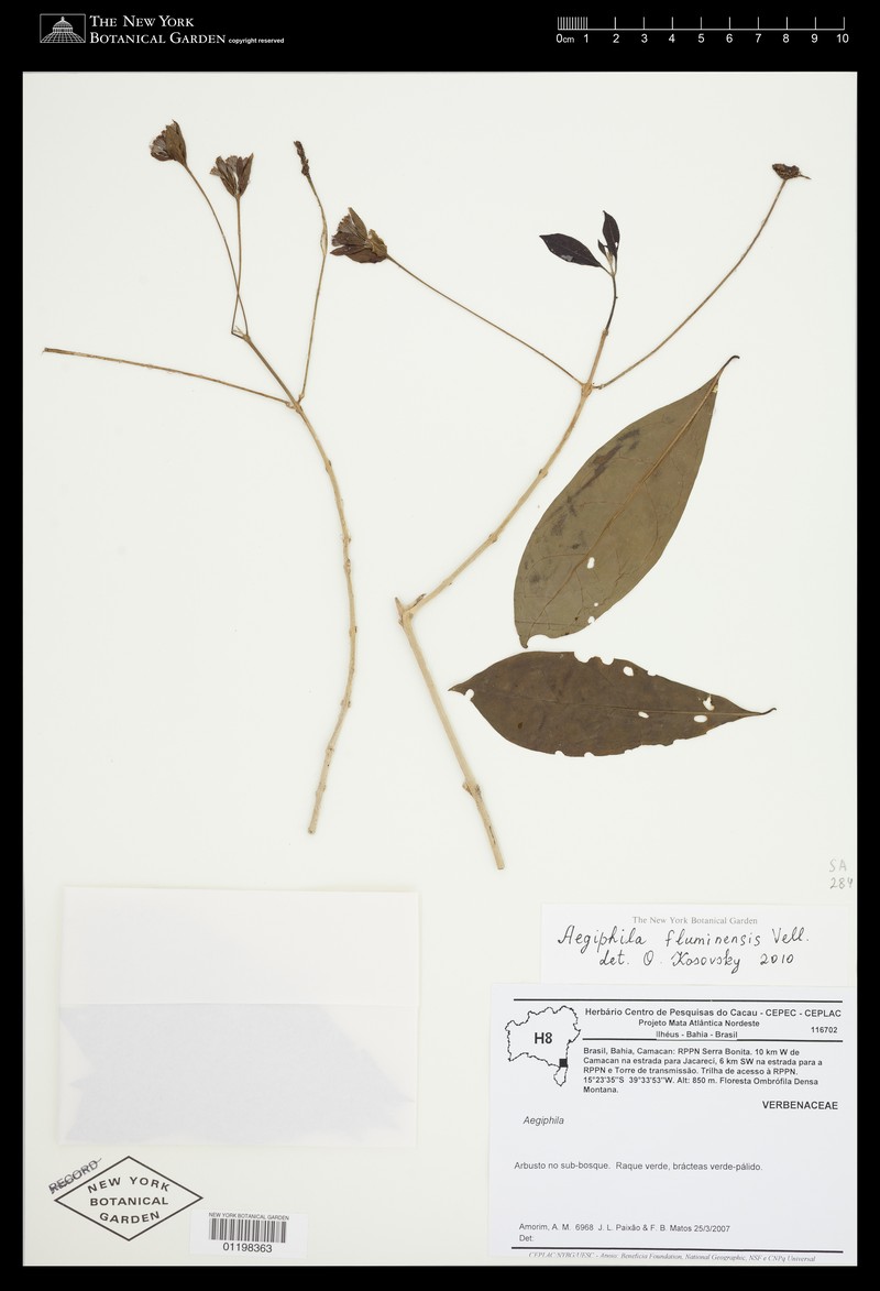 Aegiphila fluminensis photo 5