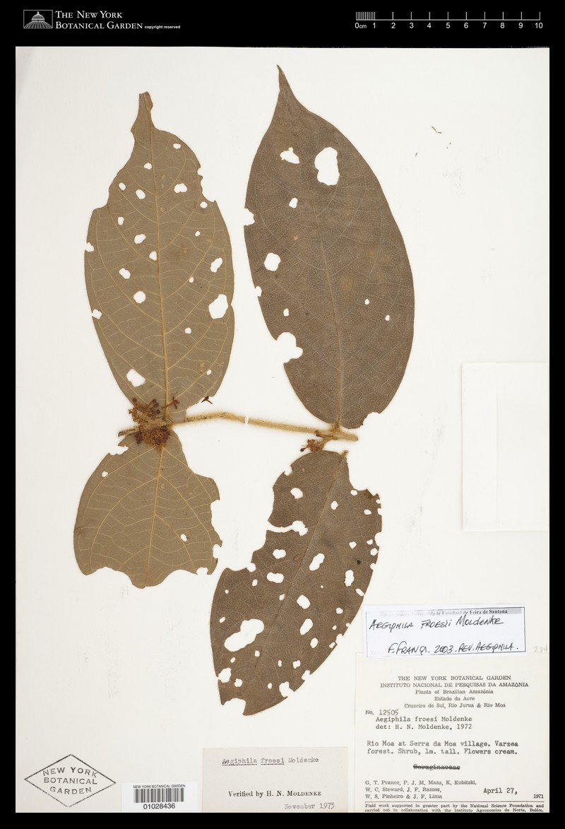 Aegiphila froesii