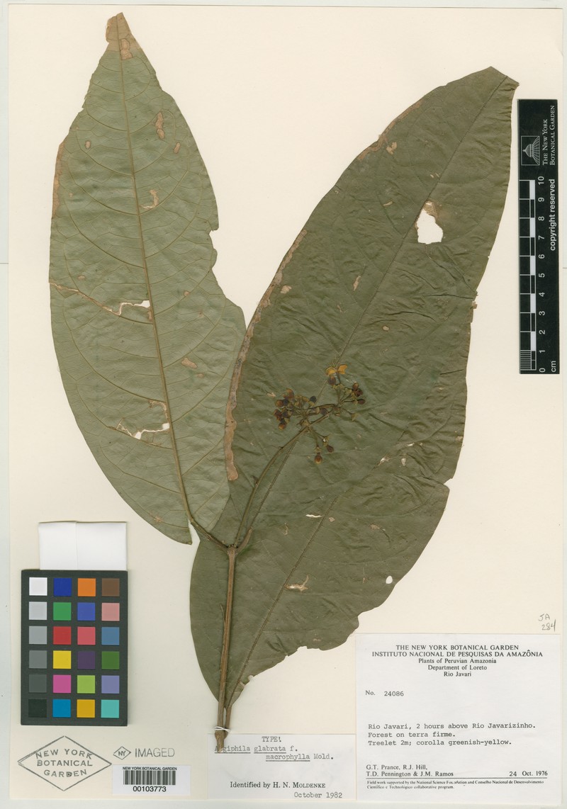 Aegiphila glabrata