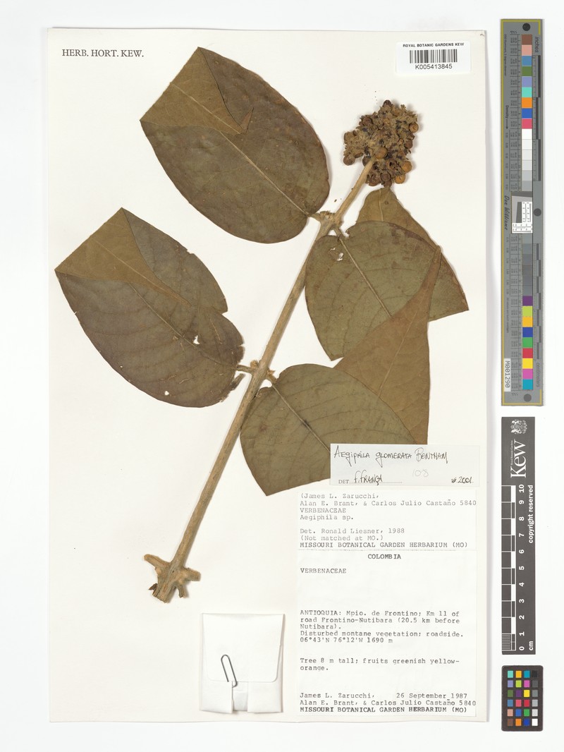 Aegiphila glomerata